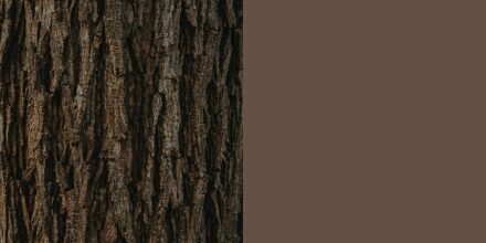 Écorce d’arbre brun texturé, incarnant la profondeur et la richesse des teintes boisées.