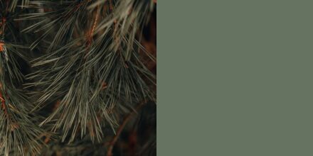 Aiguilles de pin vert profond, rappelant la fraîcheur et l’intensité des forêts boréales.