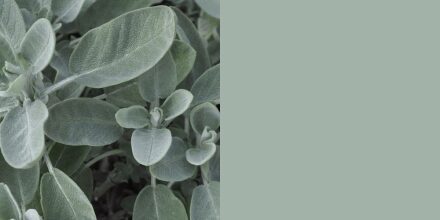 Vert sauge Quietude (HGSW 7004), teinte douce inspirée du style Mid-Century, remise au goût du jour dans la palette Tendance Couleur 2025 de Sherwin-Williams.