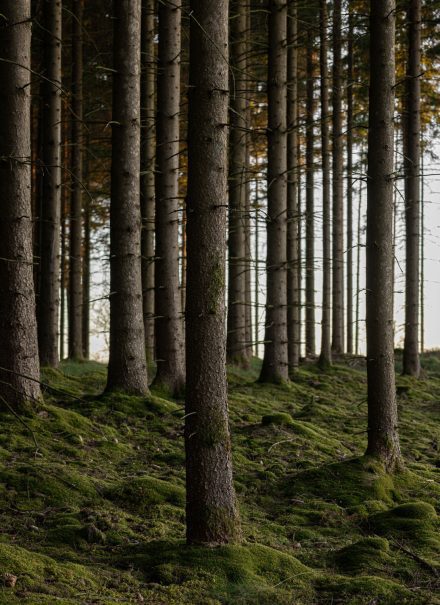 Les troncs se tiennent droits, le sol couvert de mousse amortit les pas, et la forêt compose un décor calme qui entoure le projet de Norm Architects.